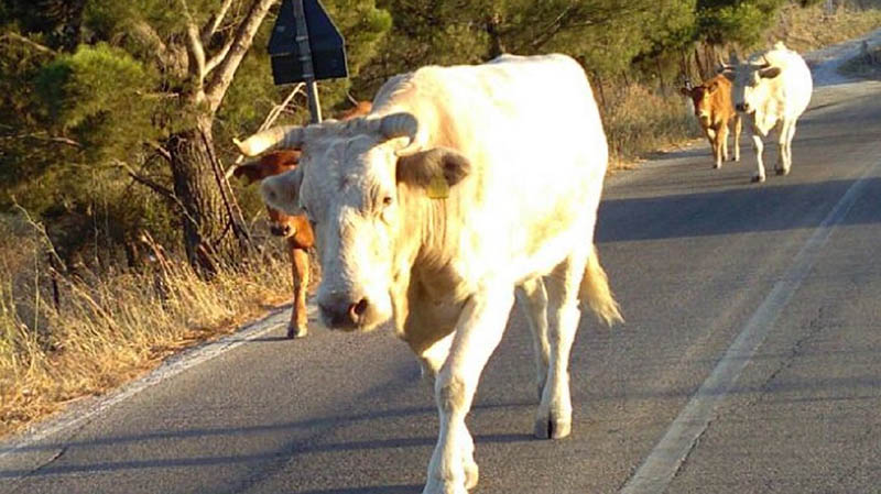 vacche sacre vaganti nel territorio aspromontano
