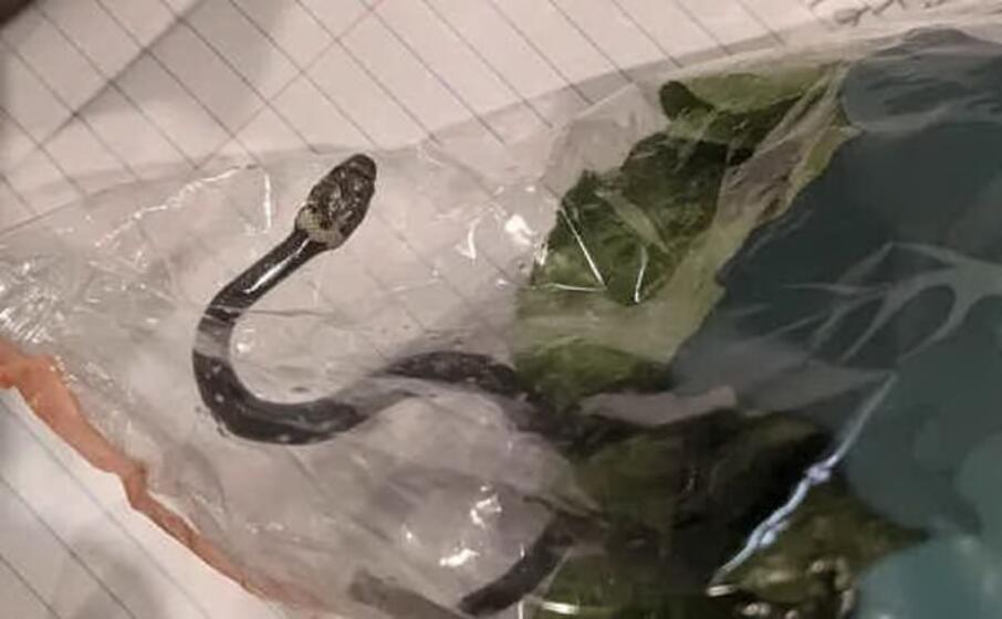 serpente velenoso insalata