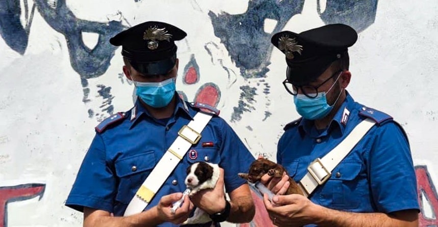 Salvati sette cuccioli abbandonati, denunciato 23enne a Brancaleone