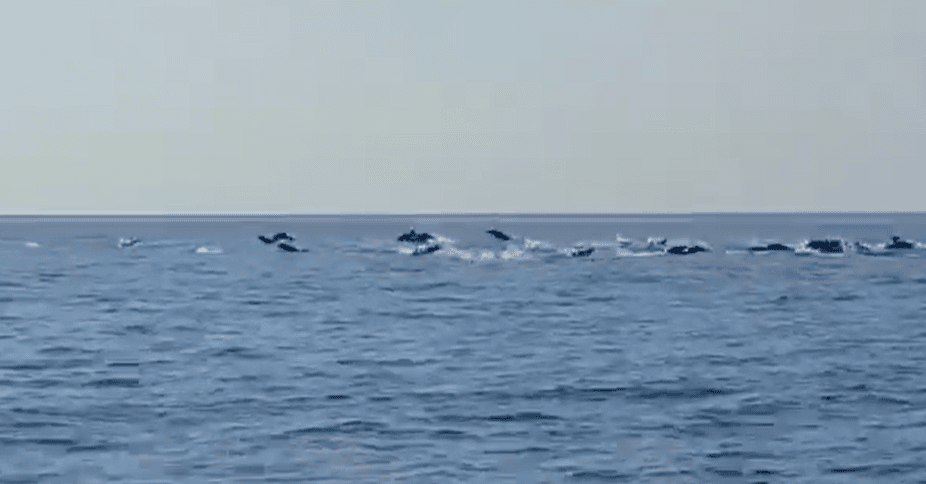 delfini catanzarese